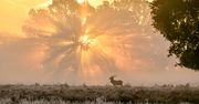 Jeleń na rykowisku na tle podświetlonego drzewa wygląda jak z baśni