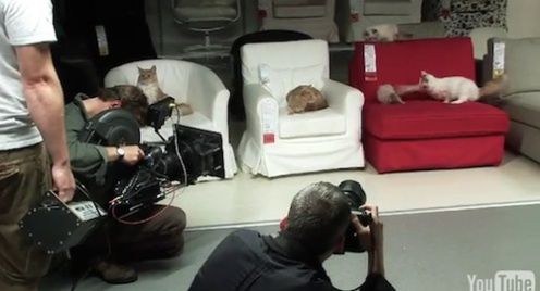 100 kotów w sklepie IKEA - po co?