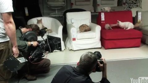 100 kotów w sklepie IKEA - po co? 1