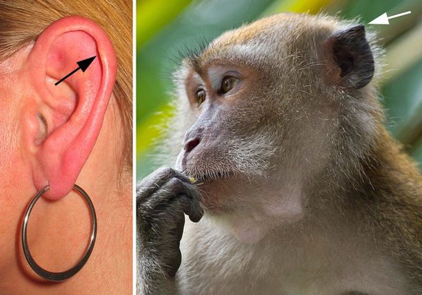 10 niezwykłych części naszego ciała, które uwielbiał Darwin 6
