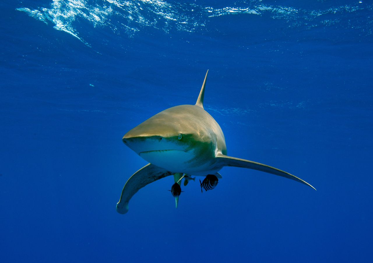 Shark encounter: A close call for young Maryland boy