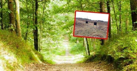 Reakcja na zagrożenie. Leśnicy wszystko wyjaśnili