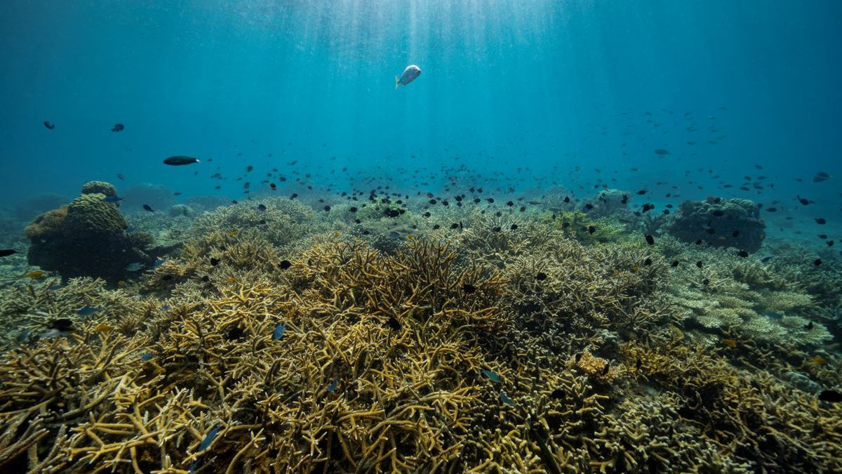 Oceany przechodzą głęboką przemianę. Naukowcy alarmują