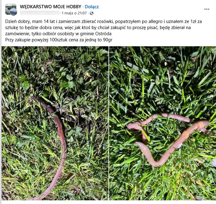 14-latek sprzedaje rosówki