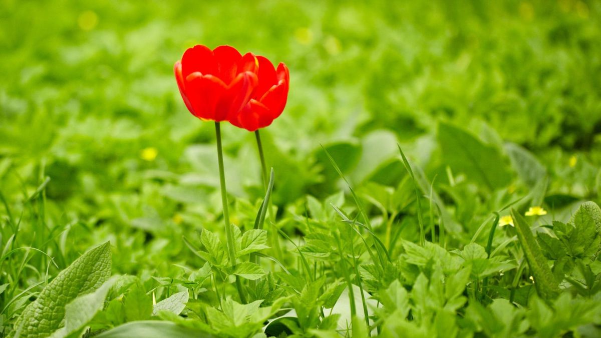 Daltonizm nie zawsze jest chorobą dziedziczną