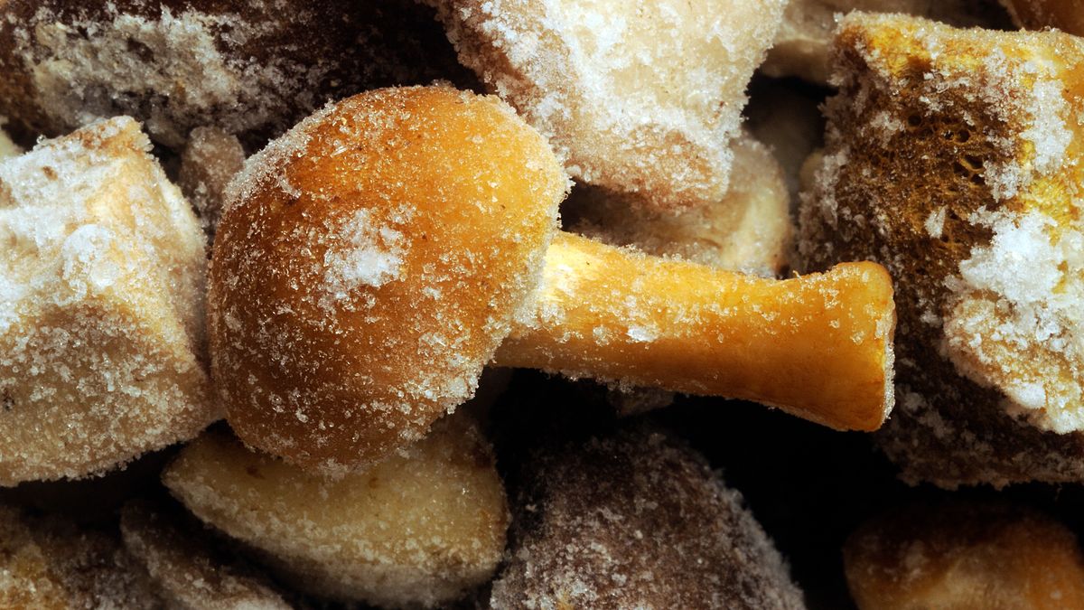 O tym trzeba pamiętać podczas mrożenia grzybów. 