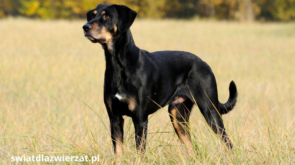 czarny gończy węgierski - Transylvanian Hound rozgląda się na łące