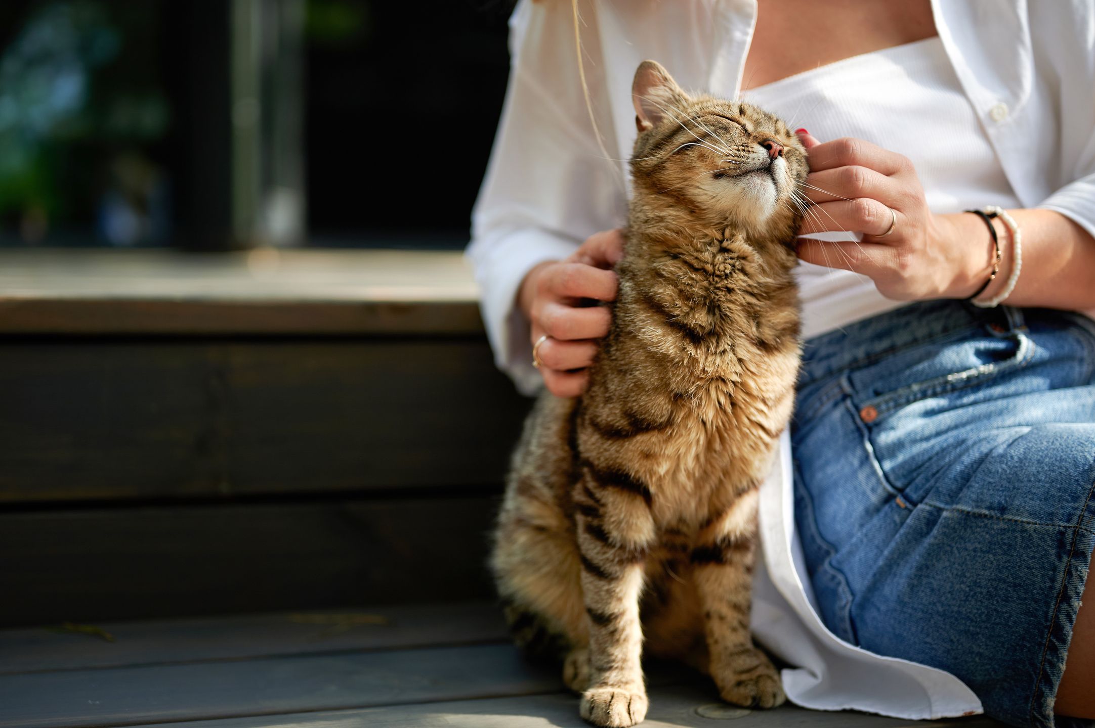 cute striped domestic cat basks in the sun sitting on a ladder step, light-skinned woman's hands pet a brown-striped house cat who smiles like the Cheshire Cat
cute striped domestic cat basks in the sun sitting on a ladder step, light-skinned woman's hands pet a brown-striped house cat who smiles like the Cheshire Cat
ALEKSANDR KHMELIOV
cat, person, female, woman, girl, beautiful, human, lady, pet, smiling, happy, portrait, young, animal, attractive, nature, outdoor, teenage, pretty, stroking, fun, white, cute, affectionate, floor, friend, friendly, one person, outside, perfection, relaxing, sit, touching, care, space, sun, adult, bright, human hand, lifestyle, fresh, positive emotion, adolescence, affection, feeling, friendship, front, caucasian, outdoor, cat, person, female, woman, girl, beautiful, human, lady, pet, smiling, happy, portrait, young, animal, attractive, nature, outdoor, teenage, pretty, stroking, fun, white, cute, affectionate, floor, friend, friendly, one person, outside, perfection, relaxing, sit, touching, care, space, sun, adult, bright, human hand, lifestyle, fresh, positive emotion, adolescence, affection, feeling, friendship, front, caucasian