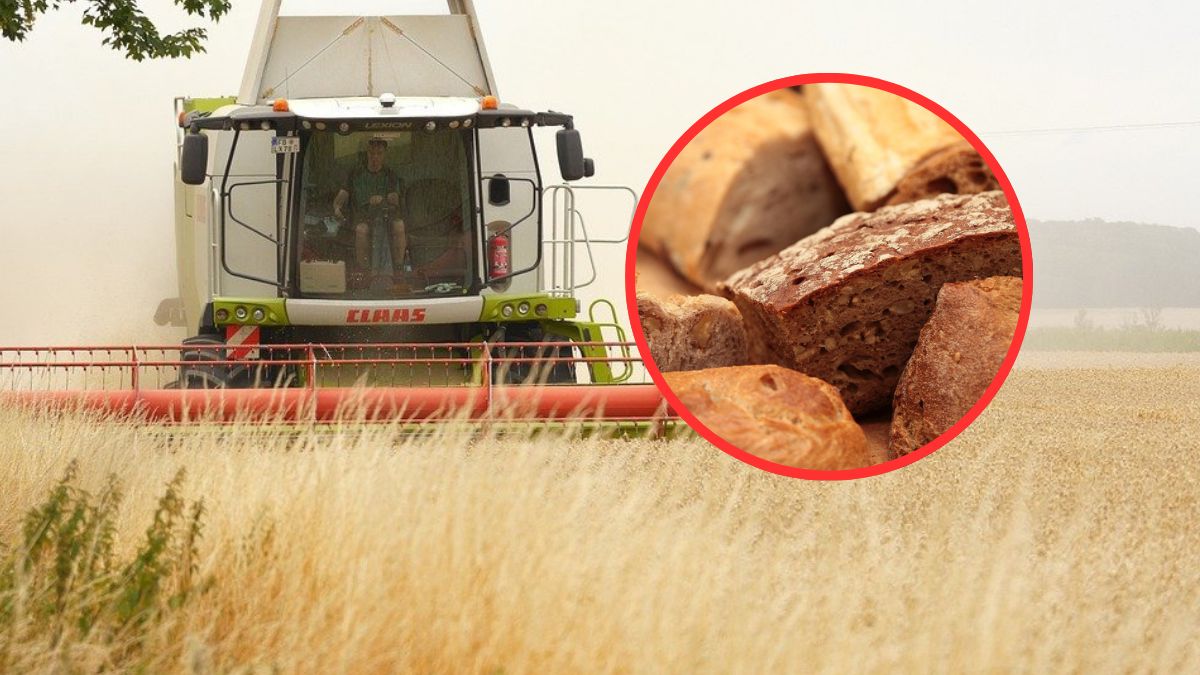 Czescy rolnicy podnoszą ceny przed wyborami