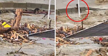 Pies porwany przez wodę. Takiego finału nikt się nie spodziewał