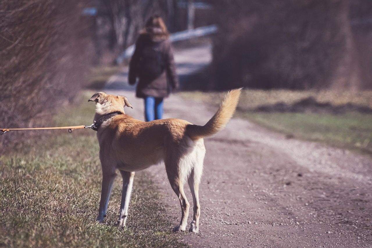 Kalisz: Suczka porzucona w lesie. Help Animals szuka właściciela