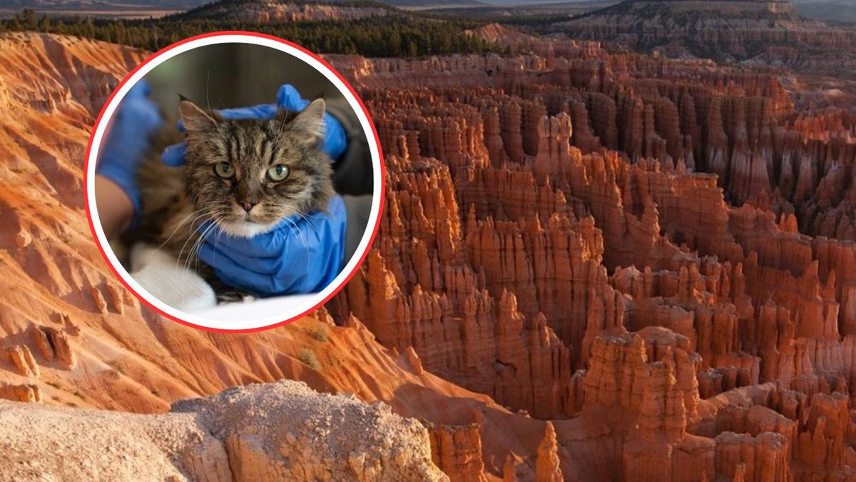 Kotka cudem przeżyła upadek. Jej właściciele zginęli