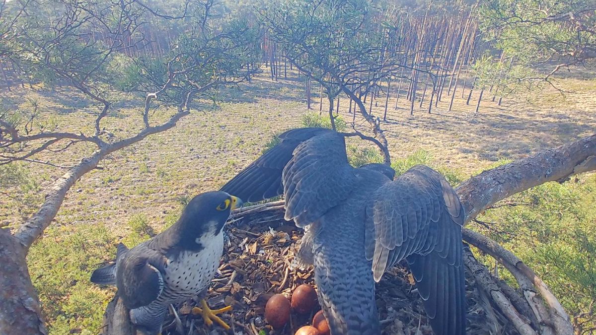 Leśnicy pokazali pisklęta sokoła wędrownego