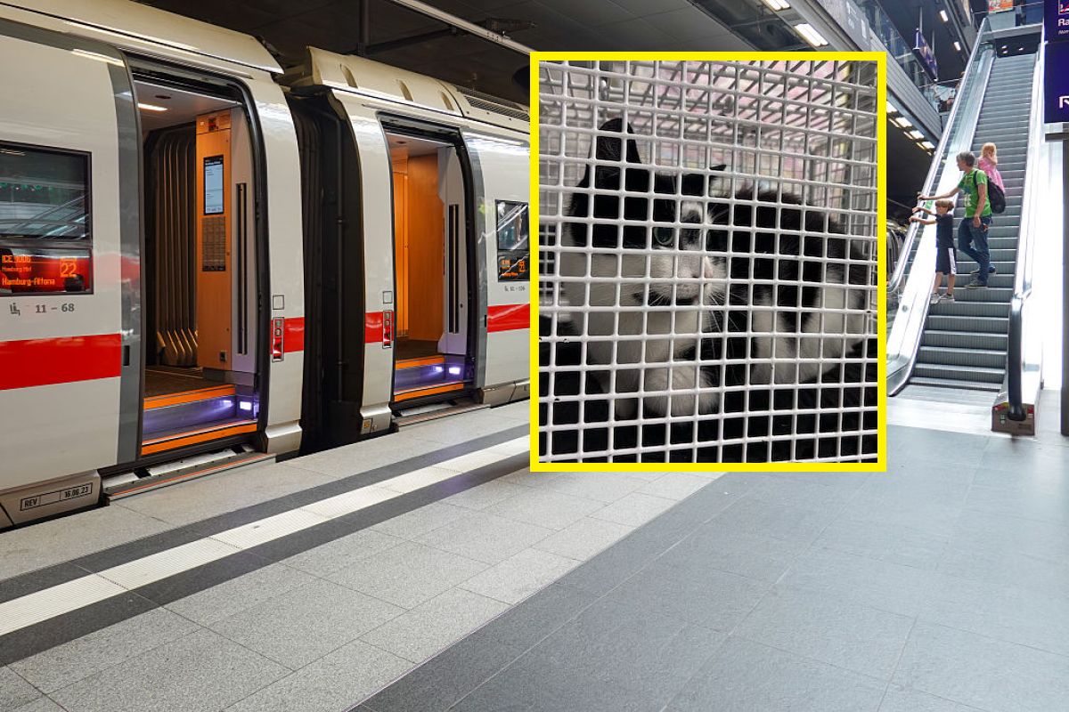 O kocie, który jeździł koleją. Zwierzę dojechało do Hamburga