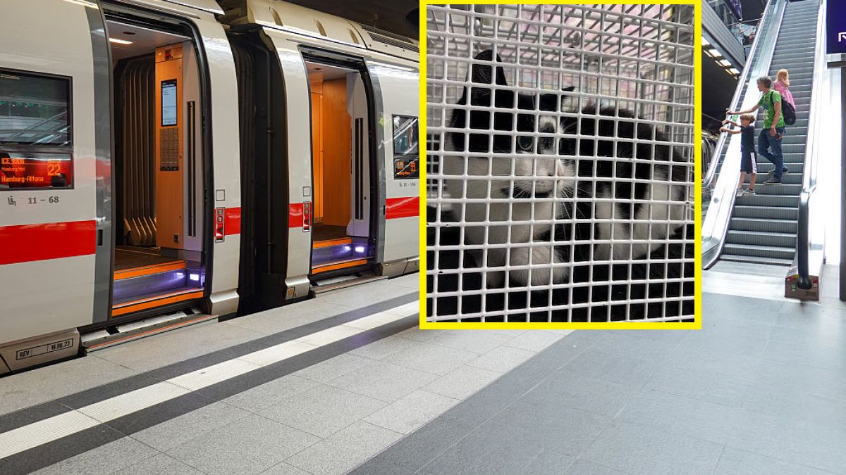 Kotka dotarła do Hamburga