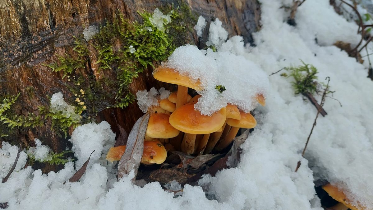 Leśnicy pokazali dorodne okazy płomiennic zimowych