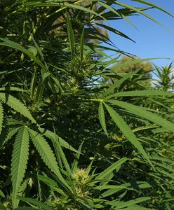 Polscy rolnicy sadzą na potęgę. Wielki wzrost od nowelizacji ustawy