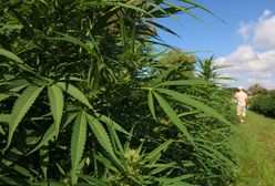 Polscy rolnicy sadzą na potęgę. Wielki wzrost od nowelizacji ustawy