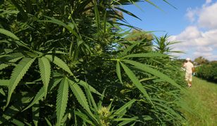 Polscy rolnicy sadzą na potęgę. Wielki wzrost od nowelizacji ustawy