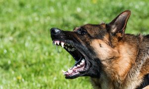 Psy zagryzły grzybiarza. Były policjant przed sądem. Oto co mu grozi