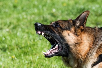 Psy zagryzły grzybiarza. Były policjant przed sądem. Oto co mu grozi