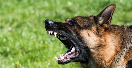Psy zagryzły grzybiarza. Były policjant przed sądem. Oto co mu grozi