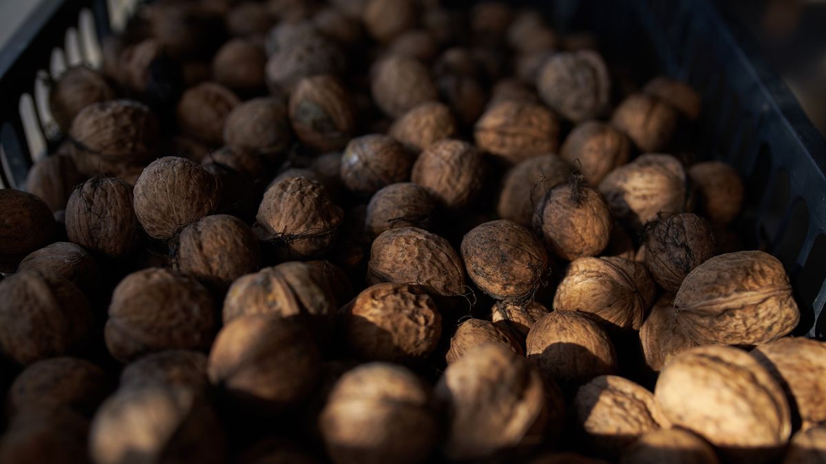 Orzechy włoskie należą do jednych z najzdrowszych odmian na świecie