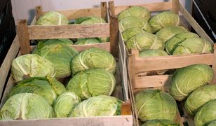 Niemiecka kapusta zalewa Polskę. Oto przyczyna
