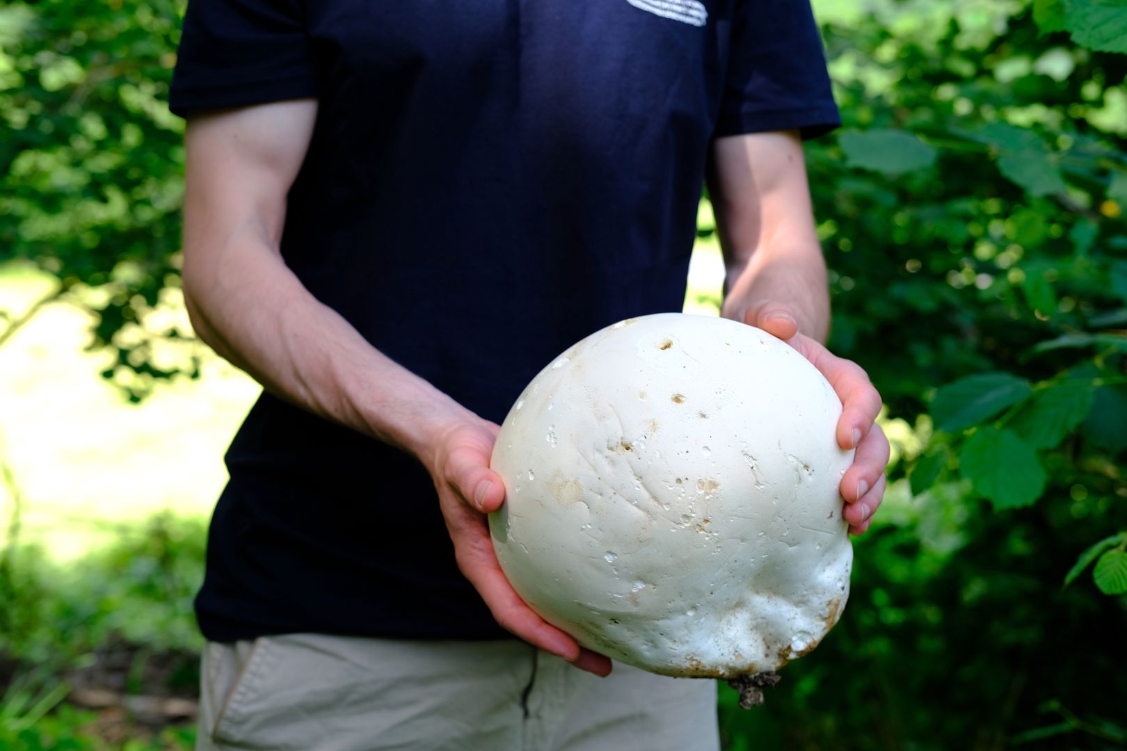 Czasznica olbrzymia