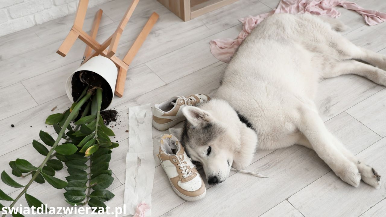 Lista psich łobuzów. 15 ras psów o najgorszych manierach