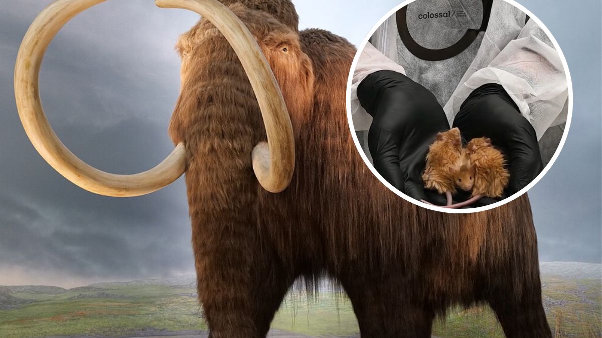 Wskrzeszenie mamutów w 2028 roku. Podano szczegóły