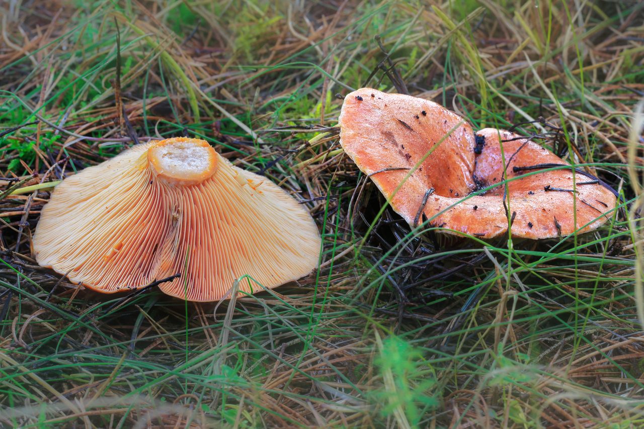 How to recognize a saffron milk cap mushroom?