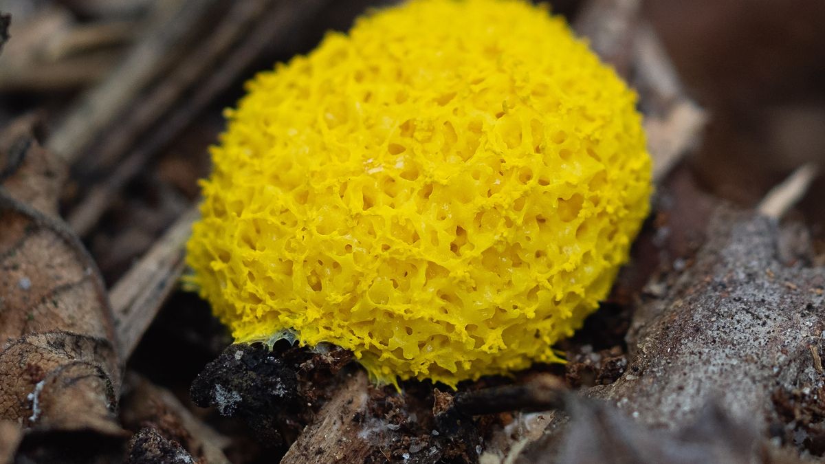 Zauważyłeś w lesie? To "masło czarownicy"