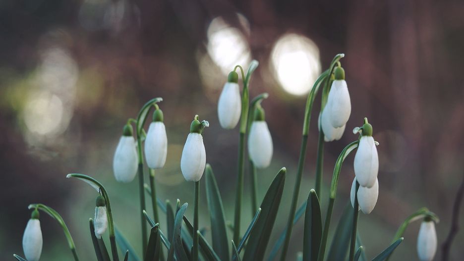 Wiosna zbliża się wielkimi krokami