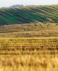 Stracił całą plantację kukurydzy. Wszystkiemu winne żurawie