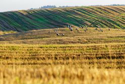 Stracił całą plantację kukurydzy. Wszystkiemu winne żurawie