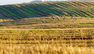 Stracił całą plantację kukurydzy. Wszystkiemu winne żurawie