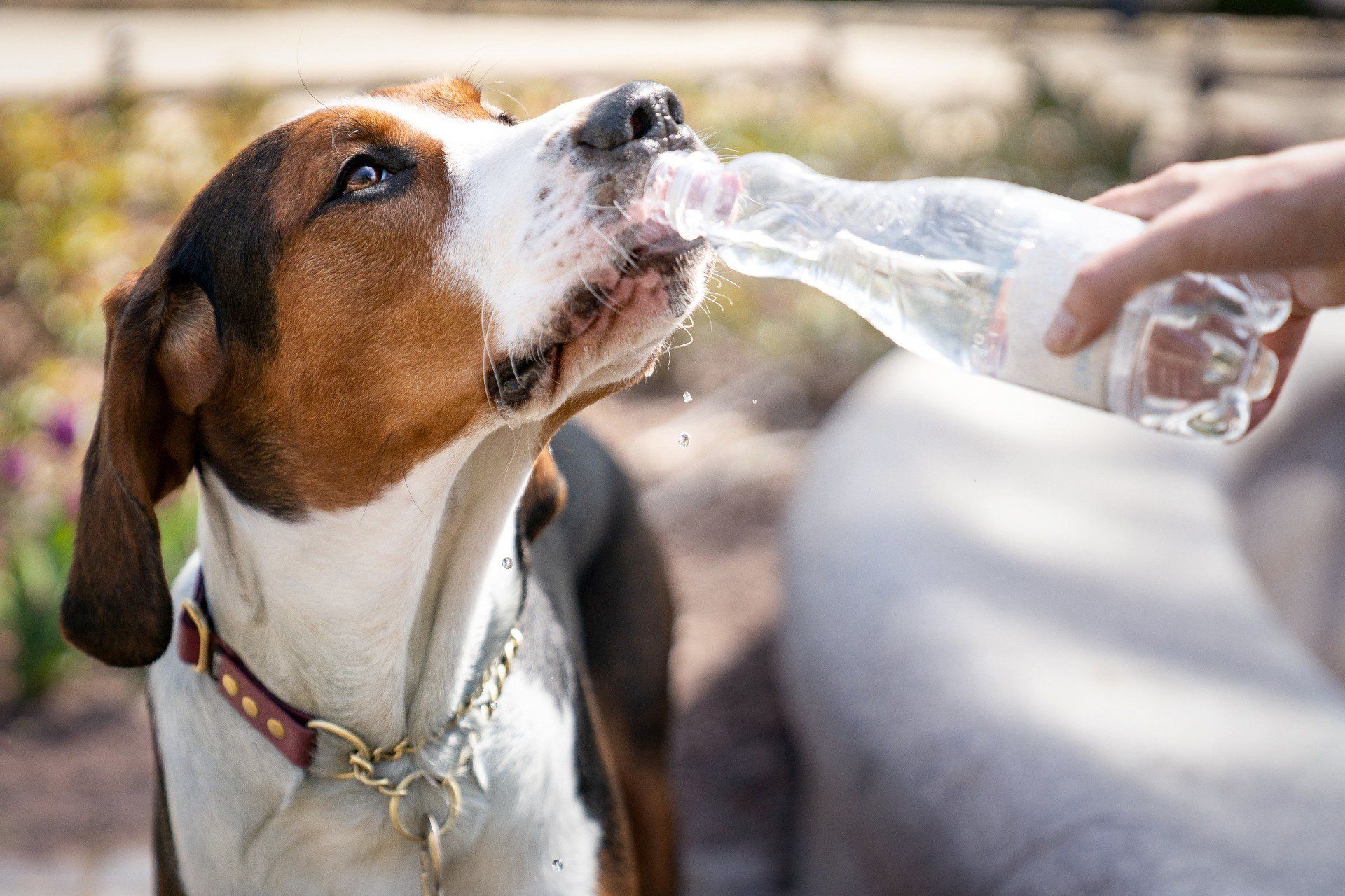Dog drinking water from a bottle