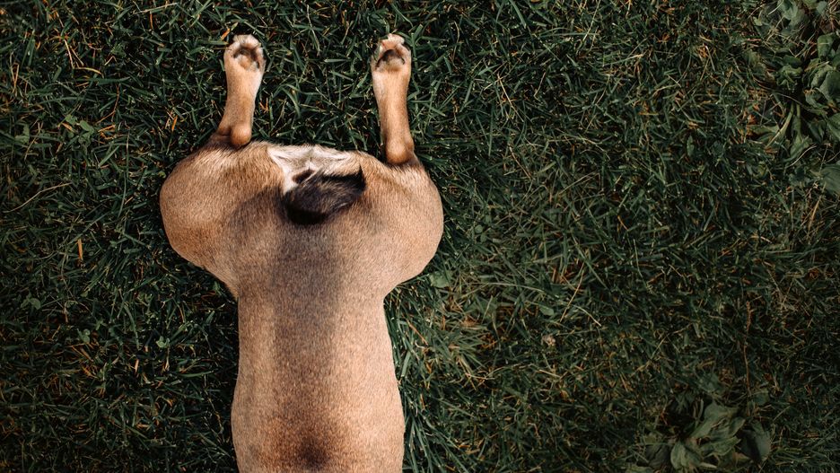 Buldog francuski na stanowisku burmistrza? To możliwe tylko w Ameryce