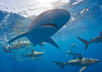 Atak rekina na Galapagos. Austriaczka straciła nogę