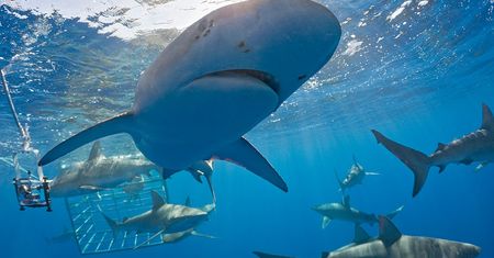 Atak rekina na Galapagos. Austriaczka straciła nogę