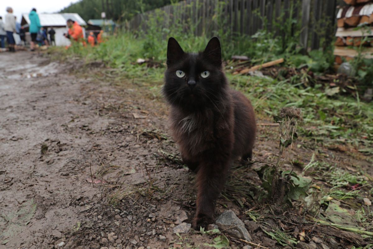 Wielka Brytania. Czarny kot uratował życie swojej 83-letniej właścicielce