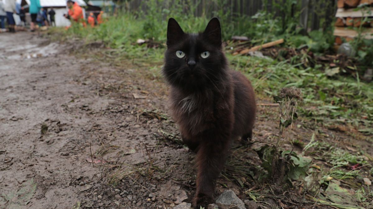Czarny kot uratował swoją właścicielkę. Życie 83-latki znajdowało się w poważnym niebezpieczeństwie 