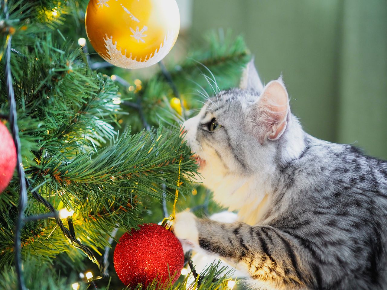 How to protect the Christmas tree from the cat?