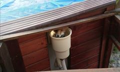 Lis uwięziony w basenie. Nie miał siły się wydostać