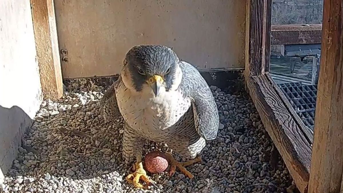 Radna poinformowała o przełomie w gnieździe