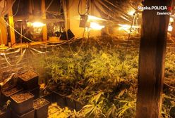Łazy. Zajmowali się uprawą marihuany, teraz zajmie się nimi sąd