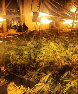 Łazy. Zajmowali się uprawą marihuany, teraz zajmie się nimi sąd