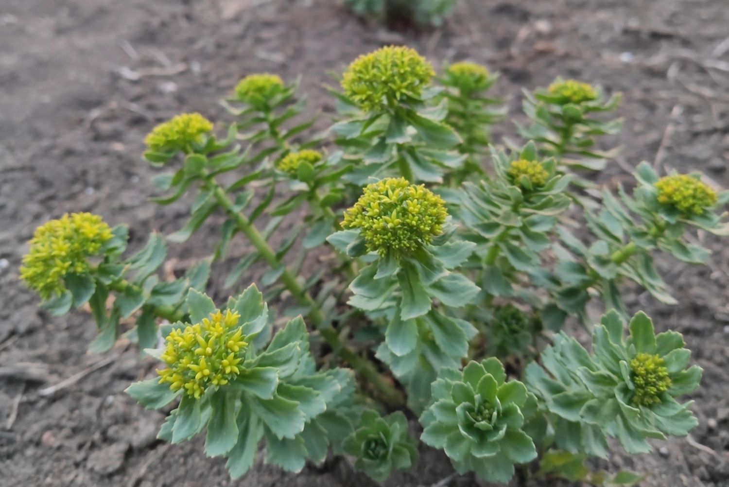 Różeniec górski (Rhodiola rosea L.) 