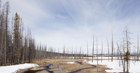 Tajemnice Parku Yellowstone. Topniejący lód odsłonił pradawny las
